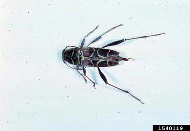 long-horned beetle, Neoclytus spp.  (Coleoptera: Cerambycidae) - 1540119