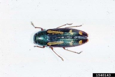 red-legged buprestis, Buprestis rufipes  (Coleoptera: Buprestidae) - 1540143