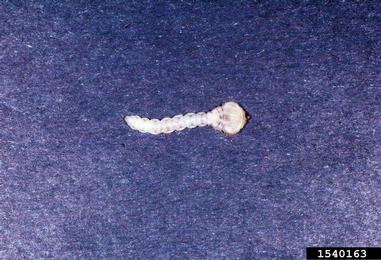 flatheaded or metallic wood borer,    (Coleoptera: Buprestidae) - 1540163