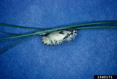 variegated fritillary, Euptoieta claudia  (Lepidoptera: Nymphalidae) - 1540171