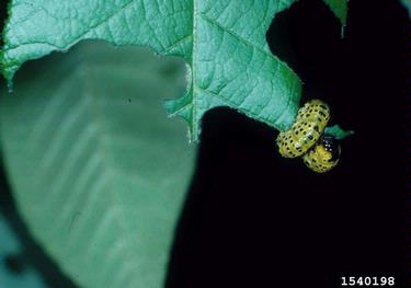 common sawfly (  ) on hickory (Carya spp. ) - 1540198