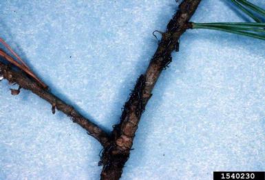 white pine aphid, Cinara strobi  (Hemiptera: Aphididae) - 1540230
