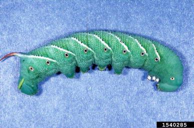 tomato hornworm, Manduca quinquemaculata  (Lepidoptera: Sphingidae) - 1540285