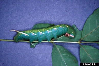waved sphinx, Ceratomia undulosa  (Lepidoptera: Sphingidae) - 1540292