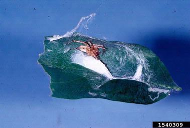 spider mites,    (Acari: Tetranychidae) - 1540309