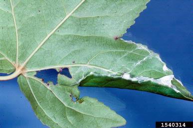 spider mites,    (Acari: Tetranychidae) - 1540314