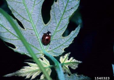 aphids,    (Hemiptera: Aphididae) - 1540323
