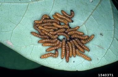 red-humped caterpillar moth, Schizura concinna  (Lepidoptera: Notodontidae) - 1540371