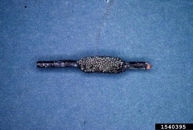 eastern tent caterpillar, Malacosoma americanum  (Lepidoptera: Lasiocampidae) - 1540395