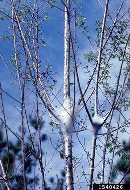 eastern tent caterpillar, Malacosoma americanum  (Lepidoptera: Lasiocampidae) - 1540426