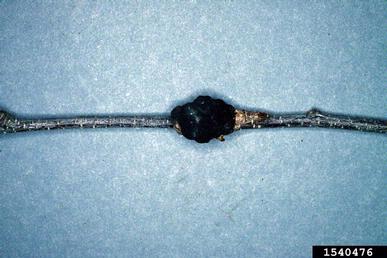 black knot, Apiosporina morbosa  (Pleosporales: Venturiaceae) - 1540476