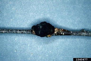black knot, Apiosporina morbosa  (Pleosporales: Venturiaceae) - 1540477