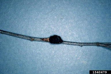 black knot, Apiosporina morbosa  (Pleosporales: Venturiaceae) - 1540479