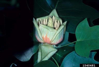 tuliptree, Liriodendron spp.  (Magnoliales: Magnoliaceae) - 1540481