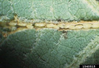 yellow poplar weevil (Odontopus calceatus ) on yellow-poplar (Liriodendron tulipifera ) - 1540515