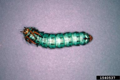 hickory horned devil (Citheronia regalis ) on pecan (Carya illinoinensis ) - 1540537