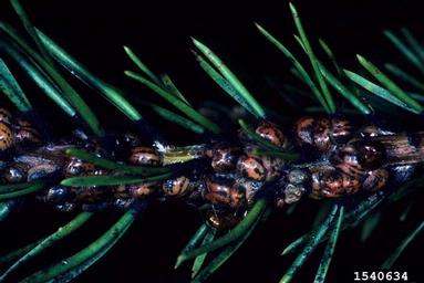 pine tortoise scale (Toumeyella parvicornis ) on Virginia pine (Pinus virginiana ) - 1540634