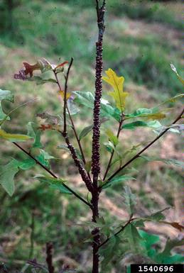 European fruit lecanium (Parthenolecanium corni ) on Nuttall oak (Quercus texana ) - 1540696