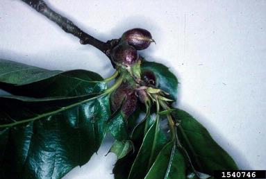 Asian chestnut gall wasp (Dryocosmus kuriphilus ) on Chinese chestnut (Castanea mollissima ) - 1540746