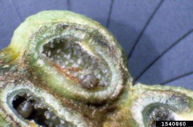 oak phylloxerids (Phylloxera spp. ) on hickory (Carya spp. ) - 1540860