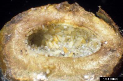 oak phylloxerids (Phylloxera spp. ) on hickory (Carya spp. ) - 1540862