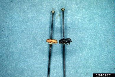 sixspined ips, Ips calligraphus  (Coleoptera: Curculionidae) - 1540977