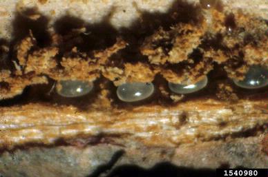 sixspined ips, Ips calligraphus  (Coleoptera: Curculionidae) - 1540980