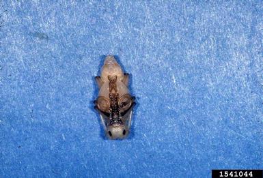 southern pine sawyer, Monochamus titillator  (Coleoptera: Cerambycidae) - 1541044
