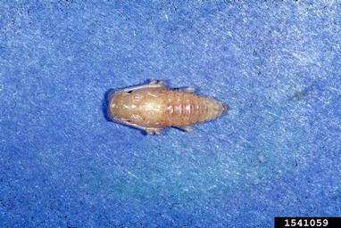 southern pine sawyer, Monochamus titillator  (Coleoptera: Cerambycidae) - 1541059
