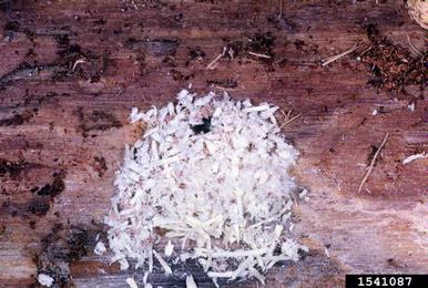southern pine sawyer, Monochamus titillator  (Coleoptera: Cerambycidae) - 1541087