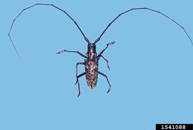 southern pine sawyer, Monochamus titillator  (Coleoptera: Cerambycidae) - 1541088