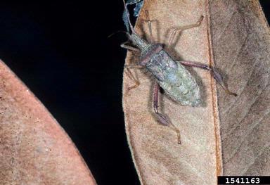 leaf-footed bug, Leptoglossus fulvicornis  (Hemiptera: Coreidae) - 1541163