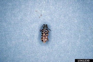 living-hickory borer, Goes pulcher  (Coleoptera: Cerambycidae) - 1541230