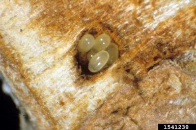 eastern pine weevil, Pissodes nemorensis  (Coleoptera: Curculionidae) - 1541238