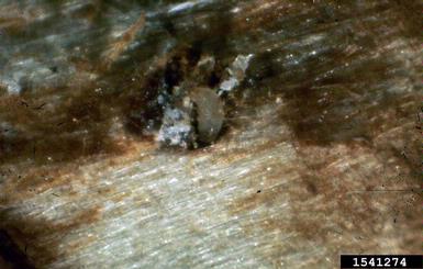 eastern pine weevil, Pissodes nemorensis  (Coleoptera: Curculionidae) - 1541274