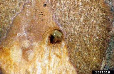 eastern pine weevil, Pissodes nemorensis  (Coleoptera: Curculionidae) - 1541316