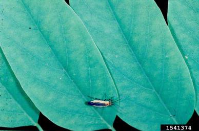 plant bug (Lopidea robiniae ) on black locust (Robinia pseudoacacia ) - 1541374