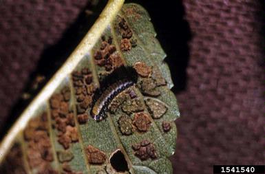 elm leaf beetle, Xanthogaleruca luteola  (Coleoptera: Chrysomelidae) - 1541540
