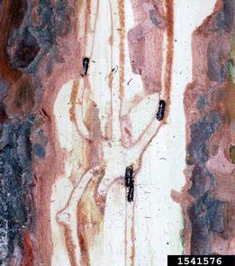 sixspined ips, Ips calligraphus  (Coleoptera: Curculionidae) - 1541576