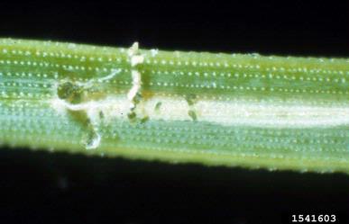 Nantucket pine tip moth (Rhyacionia frustrana ) on Virginia pine (Pinus virginiana ) - 1541603