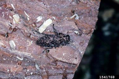 metalic wood-boring beetles, Dicerca spp.  (Coleoptera: Buprestidae) - 1541768
