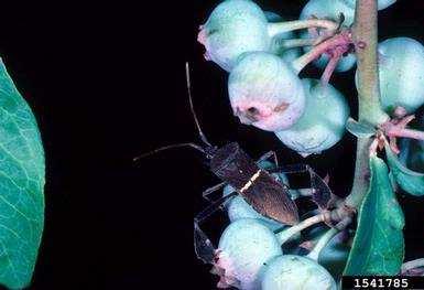 leaffooted bug (Leptoglossus phyllopus ) on blueberry (Vaccinium spp. ) - 1541785