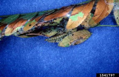 mimosa webworm, Homadaula anisocentra  (Lepidoptera: Galacticidae) - 1541797