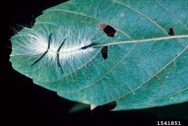 American dagger moth, Acronicta americana  (Lepidoptera: Noctuidae) - 1541851