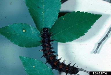 mourning cloak butterfly, Nymphalis antiopa  (Lepidoptera: Nymphalidae) - 1541874
