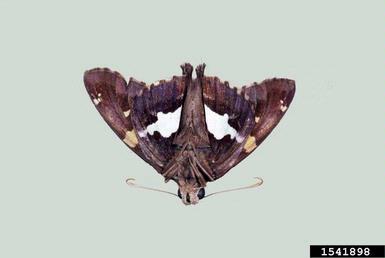 silverspotted skipper, Epargyreus clarus  (Lepidoptera: Hesperiidae) - 1541898