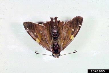silverspotted skipper, Epargyreus clarus  (Lepidoptera: Hesperiidae) - 1541905
