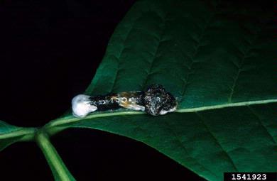 orange dog swallowtail (Papilio cresphontes ) on hoptree (Ptelea spp. ) - 1541923