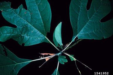 spicebush swallowtail, Papilio troilus  (Lepidoptera: Papilionidae) - 1541952