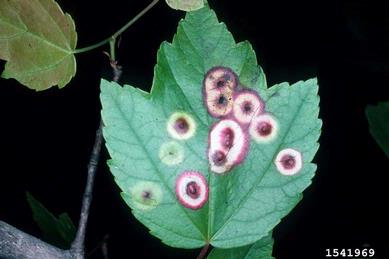 ocellate gall midge, Acericecis ocellaris  (Diptera: Cecidomyiidae) - 1541969